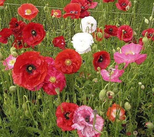 Miniatura 2 de Semillas Shirley Poppy Double Mix Flores anuales para plantar sin OMG