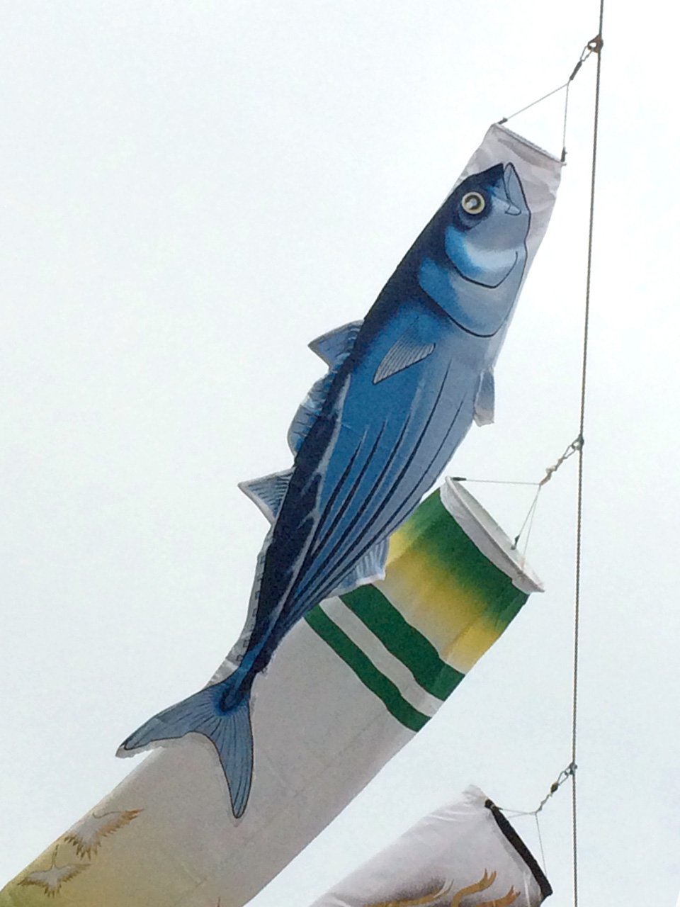 Amazon.co.jp: 【徳永鯉】のぼり水族館 鰹 かつおのぼり 単品 （店舗