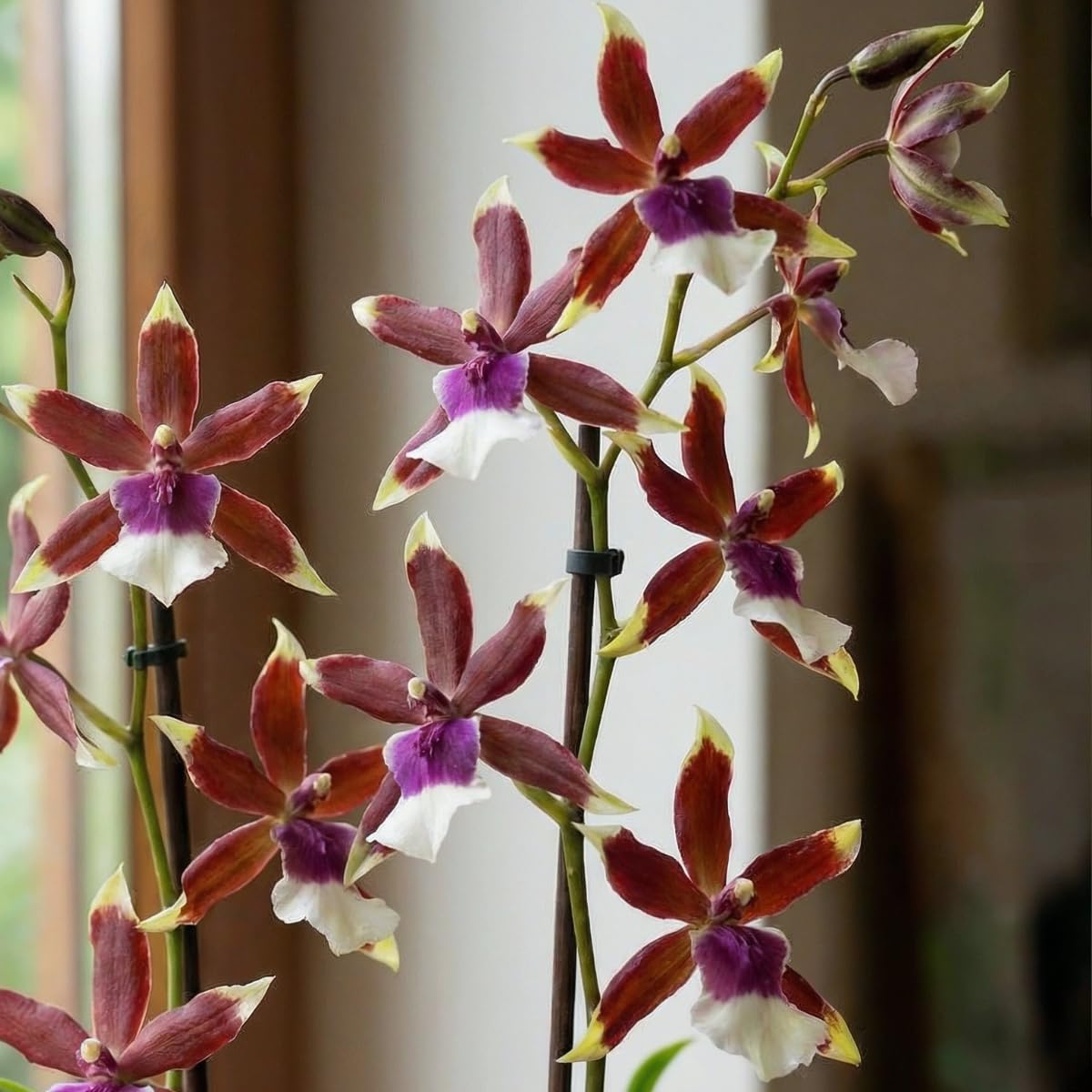 Mini Orchideen, 3 Zimmerpflanzen Mischung aus Holland. Mix von 3 Farben (Gelb, Braun und Rosa). 15-20cm hoch, mit Blüten. Cambria, Colmonara, Brassia (keine künstliche Orchidee, ohne Dünger und Topf)