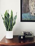 Briful 40cm Fake Sansevieria Plant Artificial Potted Plant Fake Sansevieria with White Ceramic Pot Perfect for Home Modern Living Room Office Housewarming Gift