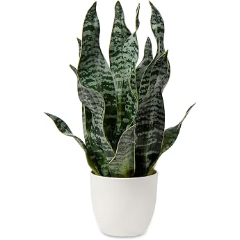 Hollyone Sansevieria Artificial Plant Small Indoor Plant Artificial 42 cm Artificial Snake Plant for Home Office Hotel Bookstore Cafe Modern Decoration Green