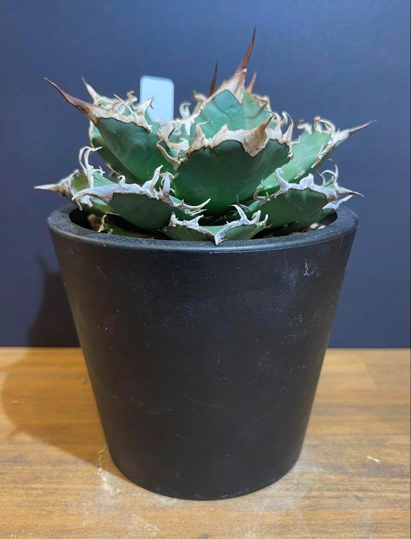 アドーアトップス ADORE(アドーア) / トップス/38/レーヨン/ホワイト