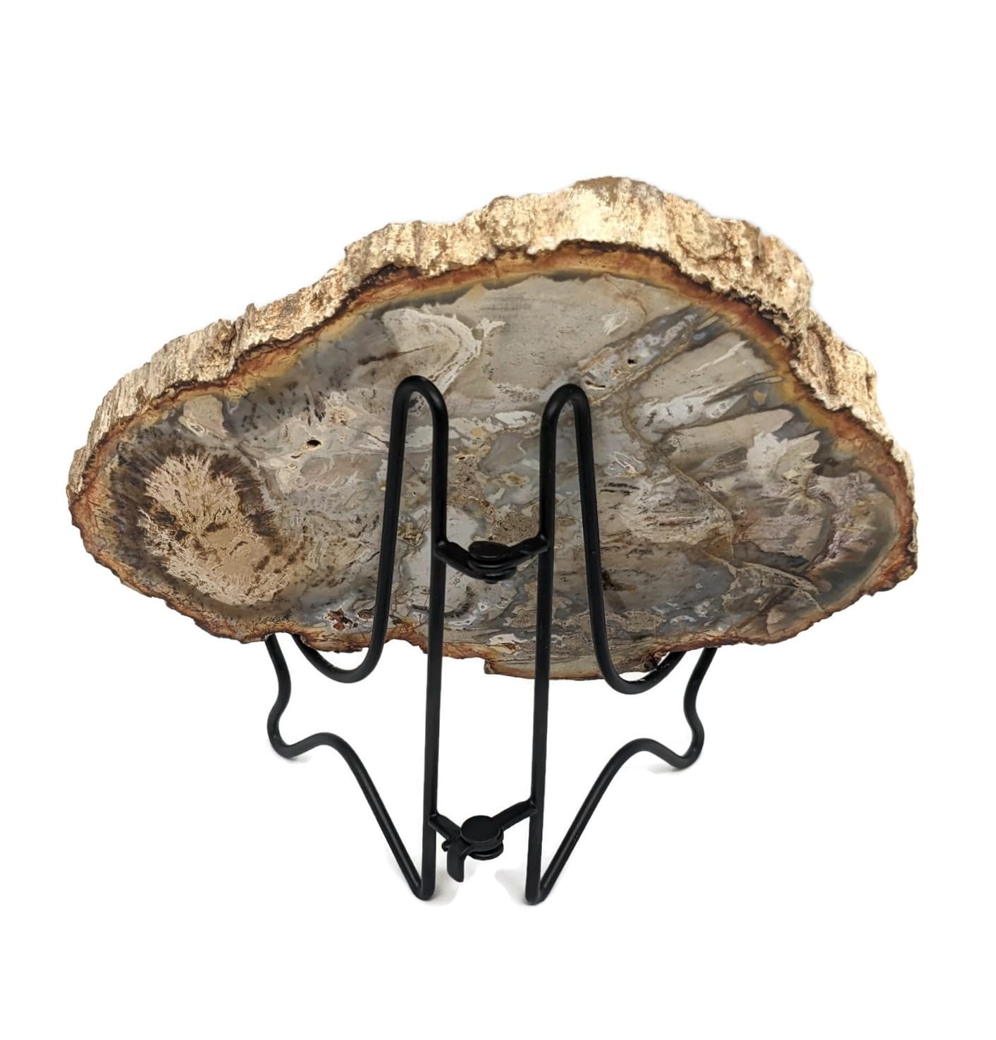 Petrified Wood Slab with Stand - 4.5 to 5 inch - Natural Petrified Wood Polished on Both Sides