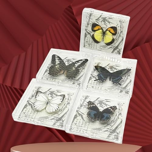Wugakio 6pcs Collected Butterfly Specimen Display Box Educational Transparent Butterfly Showcase for Students for Home Decoration and Teaching Aid for Collectors and Nature Enthusiasts — view 4