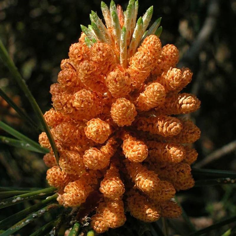 Pinus Pinaster (Maritime Pine, Cluster Pine) Semillas de árbol, aspecto atractivo, follaje de hoja perenne, semillas de MySeeds.Co, elige la