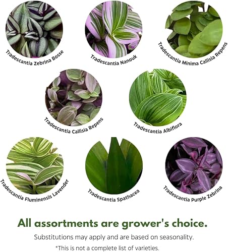 Miniatura 3 de Surtido de Wandering Due, variedad Tradescantia, 2 pulgadas, juego de 3 pequeñas mini plantas Pixie