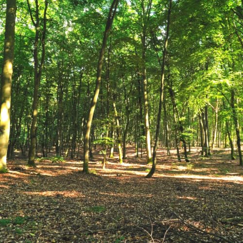 Wind in Beech Forest Leaves | Natural Ambient White Noise for Focus