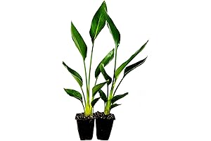 9GreenBox 2 Pack Orange Bird Of Paradise