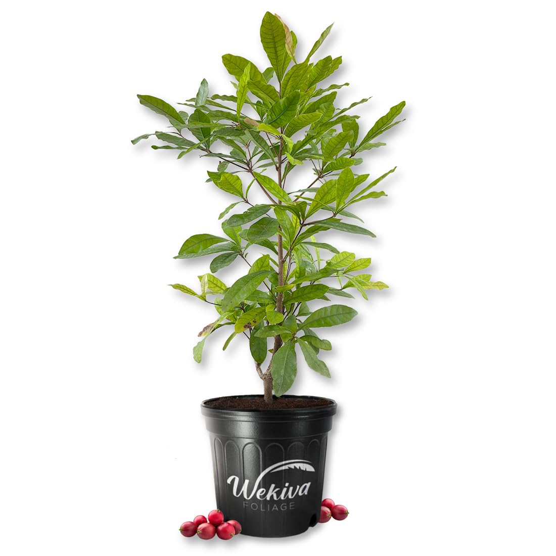 Amazon.com : Miracle Fruit Tree - Live Plant in a 3 Gallon Growers