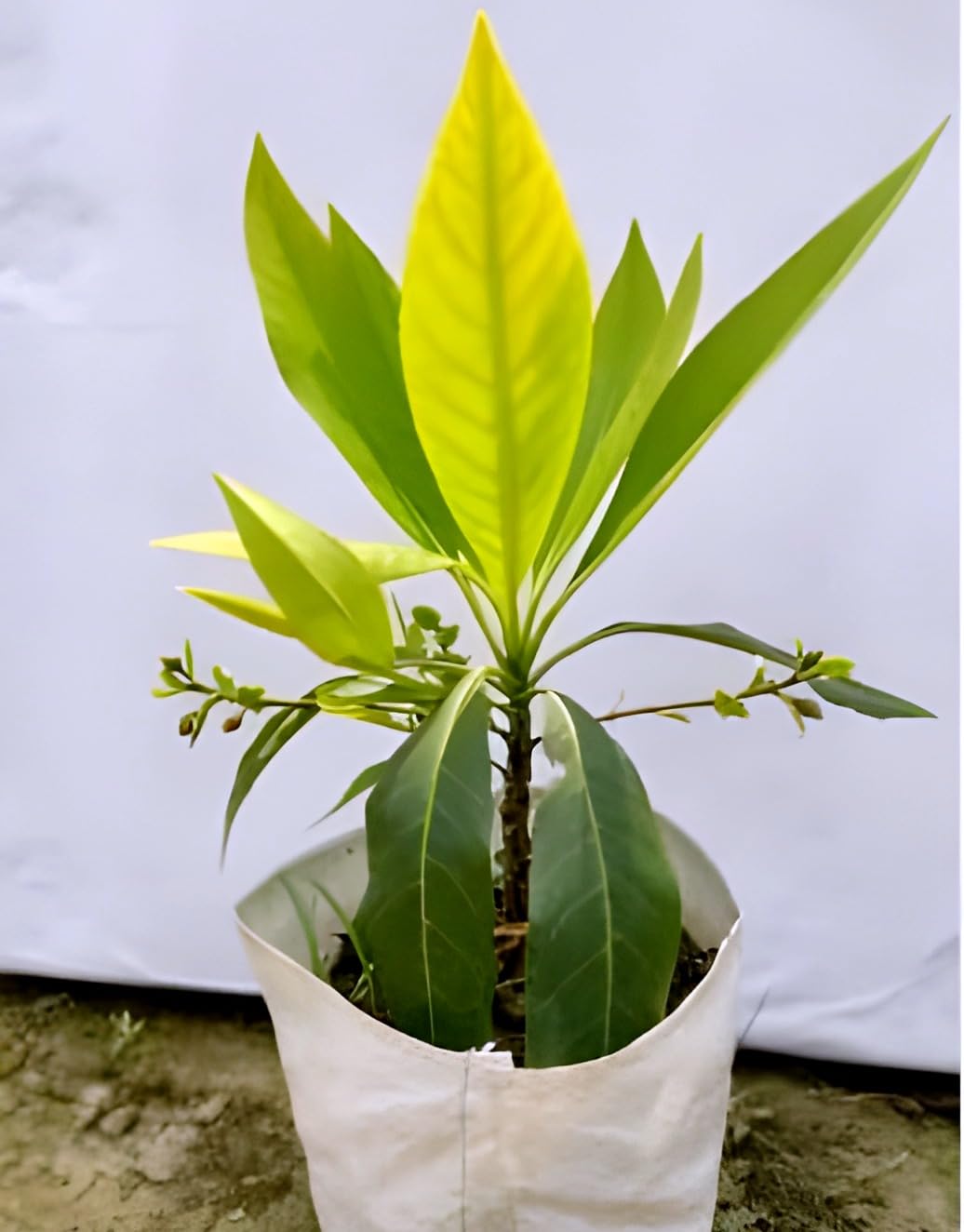 SEILOZBUNIA FARM-Helthy Ek Mukhi Rudraksha Live Plant & Tree Original vaiety pack of 1