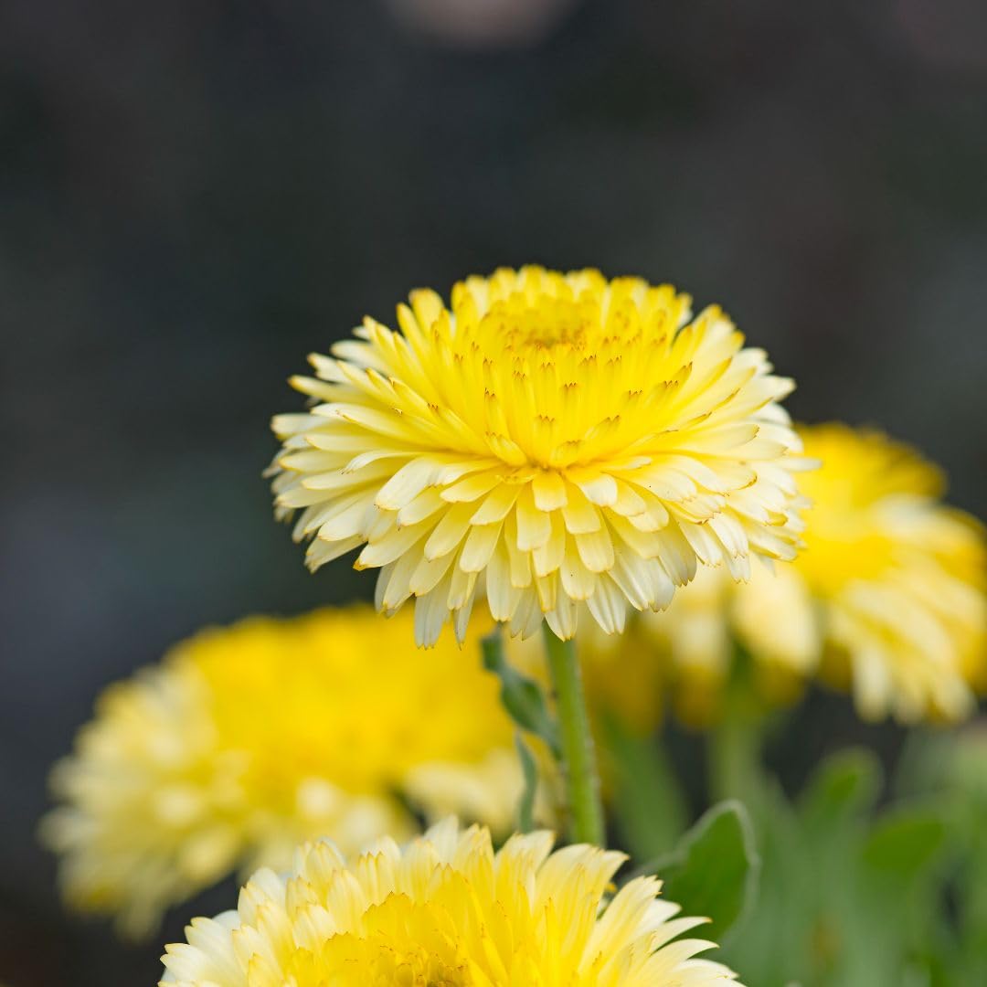Calendula officinalis 'Double Lemon' – Dwarf Hardy Annual Marigold Seeds, Edible Pale Lemon Blooms, Ideal for Borders & Containers, 1 x Packet 50 Seeds, by Thompson & Morgan