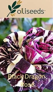 Black Dragon Rose Seeds   Rare Deep Red Climbing Rose Seeds for Planting   Dramatic Dark Garden Roses   10 Seeds by OliSeeds