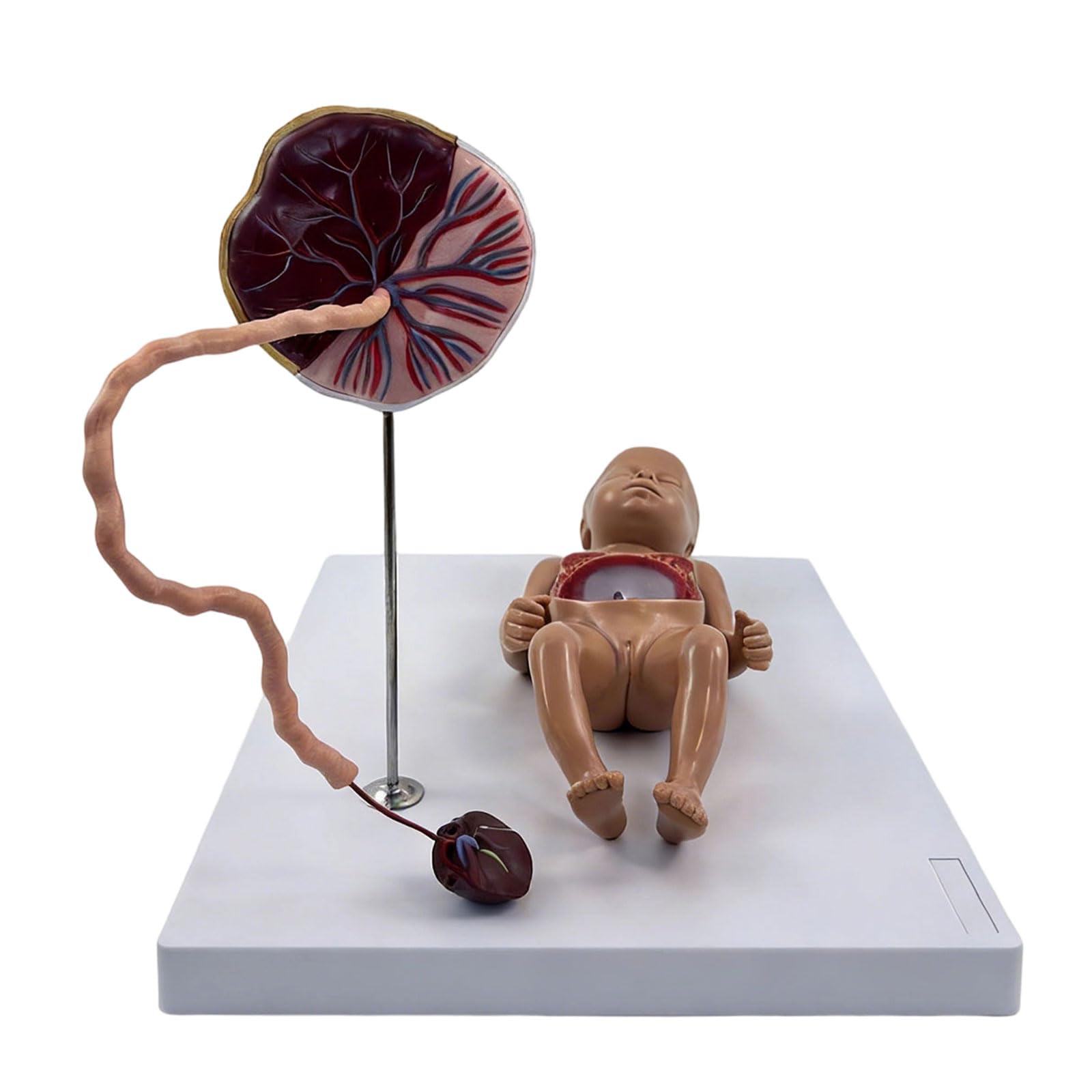 Sviluppo fetale educativo con struttura dei polmoni del cuore staccabile adatto per lo studio in classe Modello circolazione fetale Strumento educativo per l ' anatomia