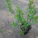 [page_title]-10 Stk. Schwarzgrüner Liguster'Atrovirens' - (Ligustrum vulgare'Atrovirens')- im Topf- 20 - 35 cm