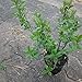 Produktbild 25 Stk. Schwarzgrüner Liguster 'Atrovirens' - (Ligustrum vulgare 'Atrovirens')- im Topf- 20-35 cm