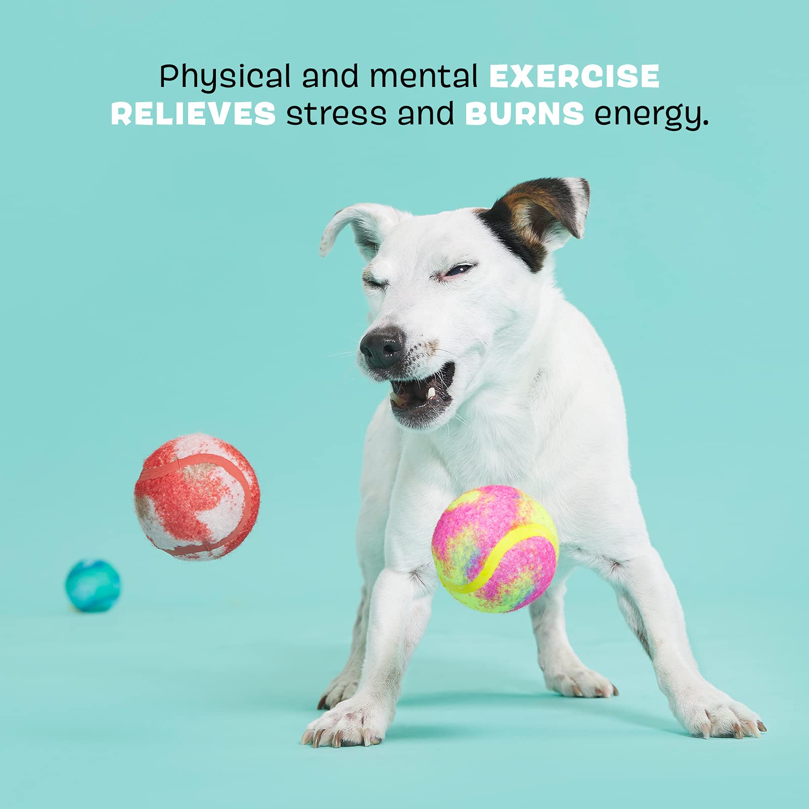 Barkbox Squeaker Ball Toys, Interactive Tennis Balls For