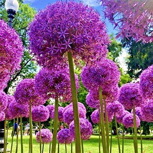 Riesenlauch/Zierlauch (Allium Giganteum) / Winterhart MehrjäHrig