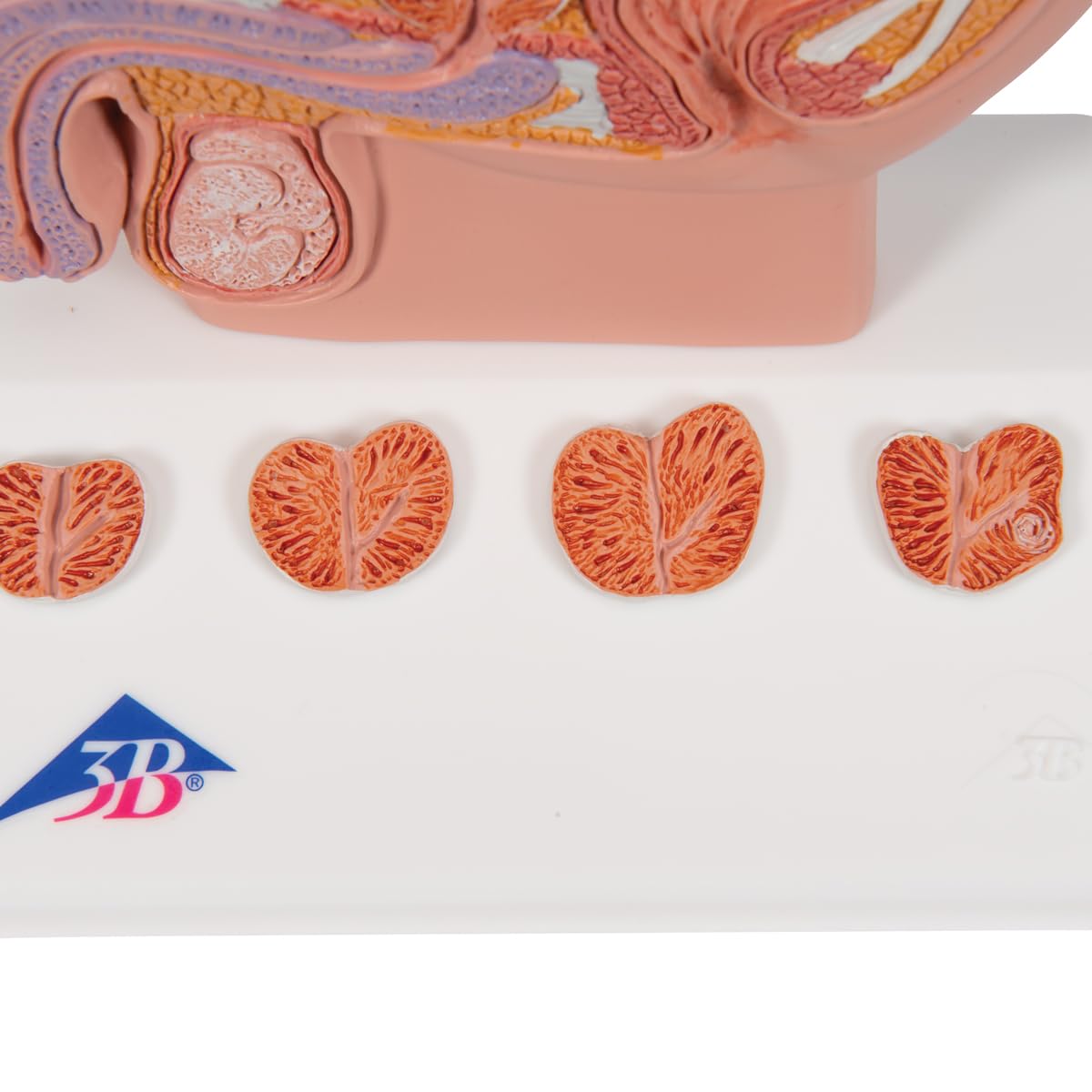 3B Scientific K41 3B Smart Anatomy model prostaty, 1/2 naturalny rozmiar
