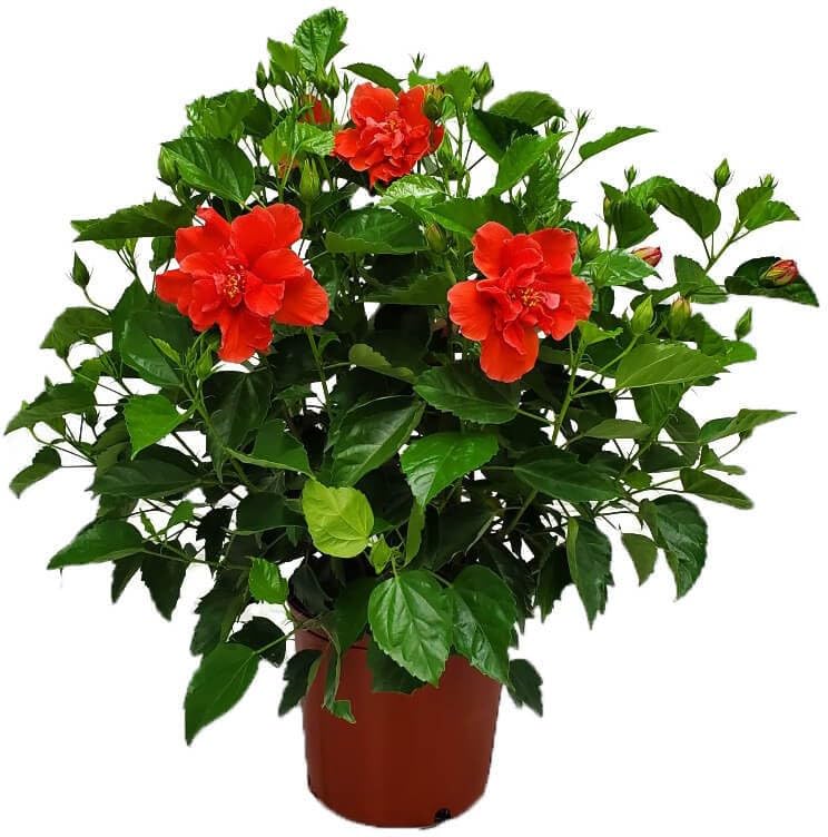 Hibiscus-image-10