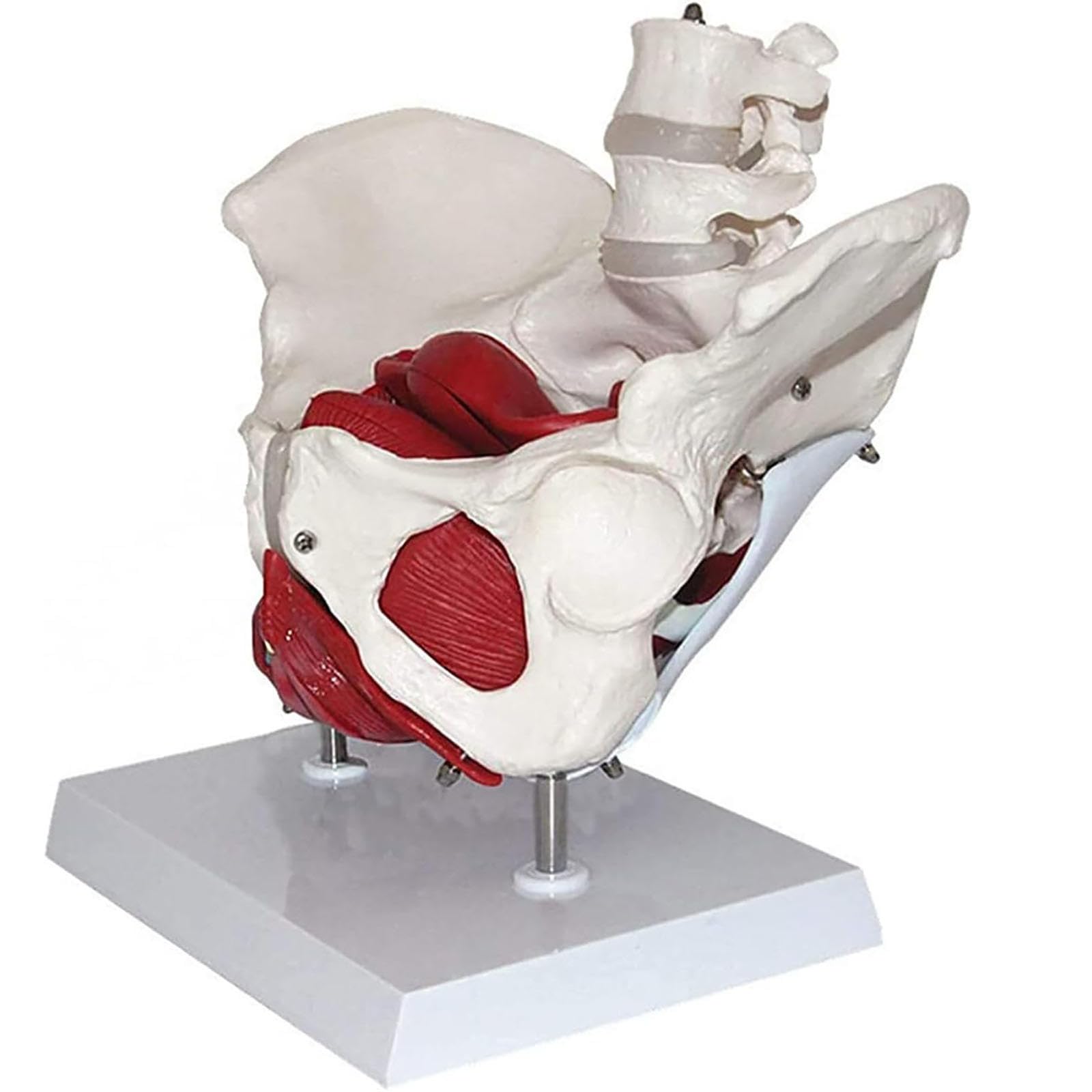 Female Pelvis Model Life Size Pelvic Floor Muscle Repair Bladder Vagina Accessory Structure Anatomy Model With Pelvic Floor Muscles Colored - View #6