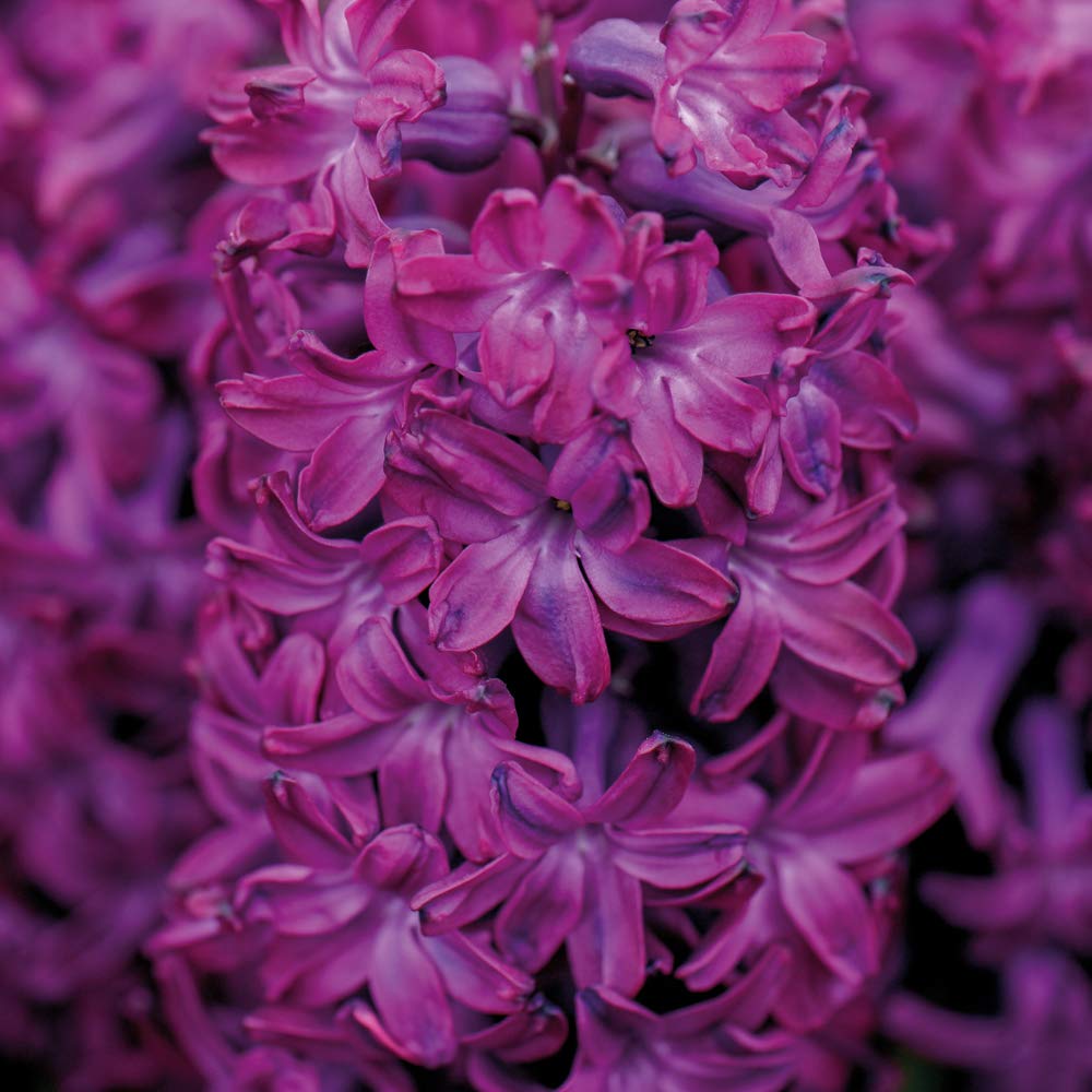 Hyacinth Bulbs Hardy Indoor Plant, Scented Woodstock Flowers with Purple Blooms, Supplied as 10 x Hyacinth Woodstock Mixture Bulbs by Thompson & Morgan