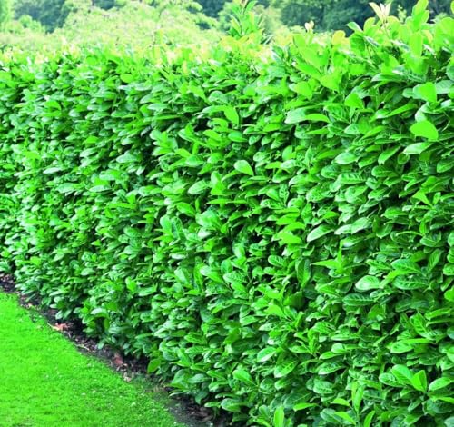 Direct Plants 5X Cherry Laurel Evergreen Hedging Plants Large 2-3ft Supplied in 2 Litre Pots