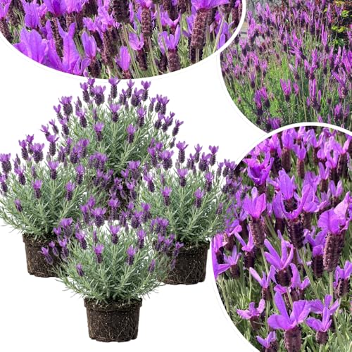 4 Lavender Plants Live Starter Plants 4-6" in Tall, Hardy