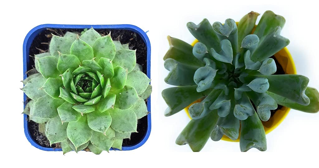 Ohhsome Succulents Real Succulent Plants For Living Room - (Set Of Any 2 Assorted Combo) (B09HN4RLT2) Amazon Price History, Amazon Price Tracker