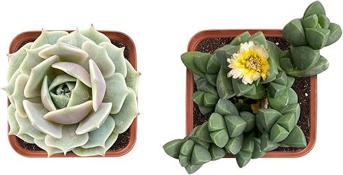THE NEXT GARDENER.COM Juego de 9 suculentas, 2 variedades diferentes de suculentas, colección única de suculentas, suculentas vivas completamente