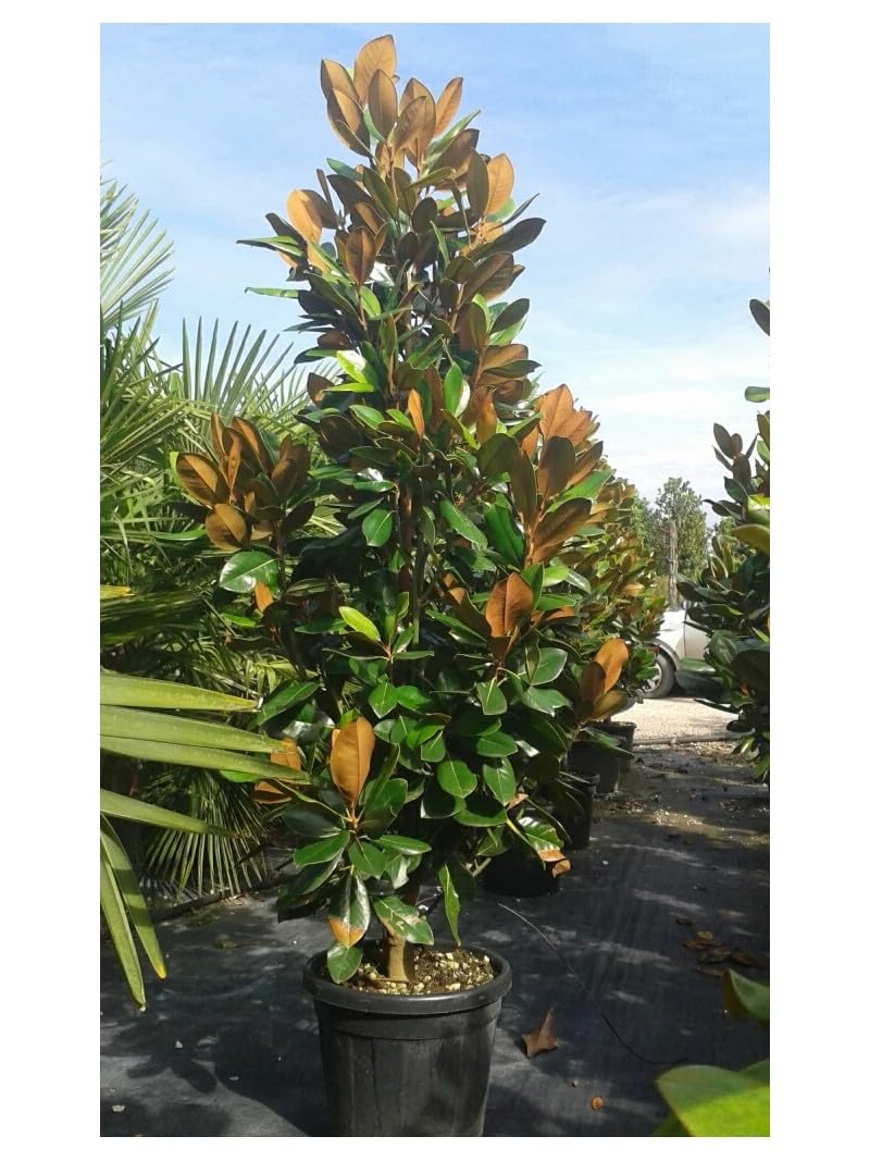 Magnolia grandiflora gallisoniensis pianta in vaso ø30 cm h 100/120 cm Vivaio di Castelletto