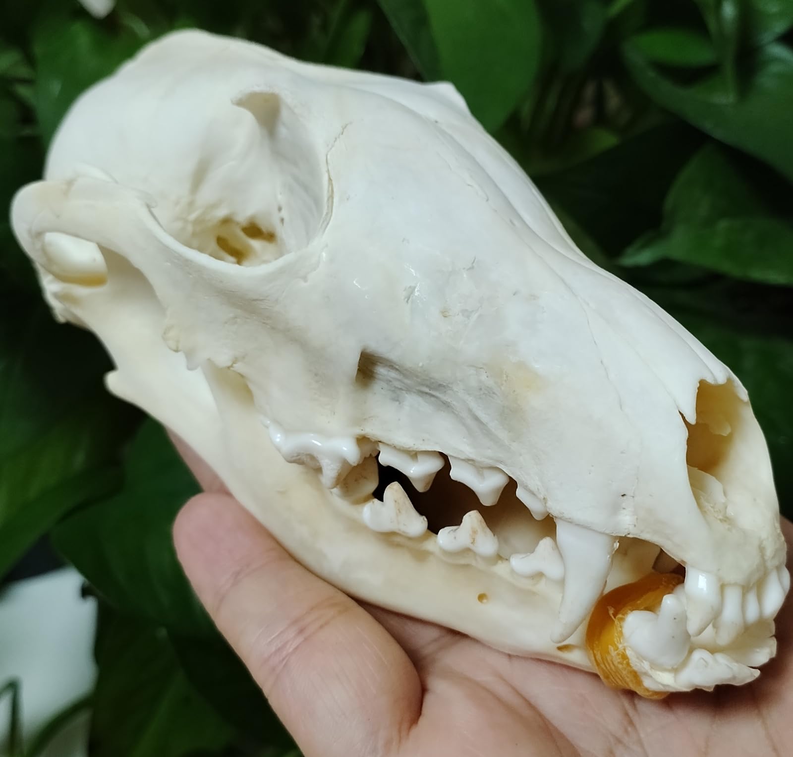 Lacmopyle Real Animal Skulls, Natural Animal Taxidermy Bone, Animal Specimens for Collectibles Home Decoration (Fox Skull (5.1 Inches))