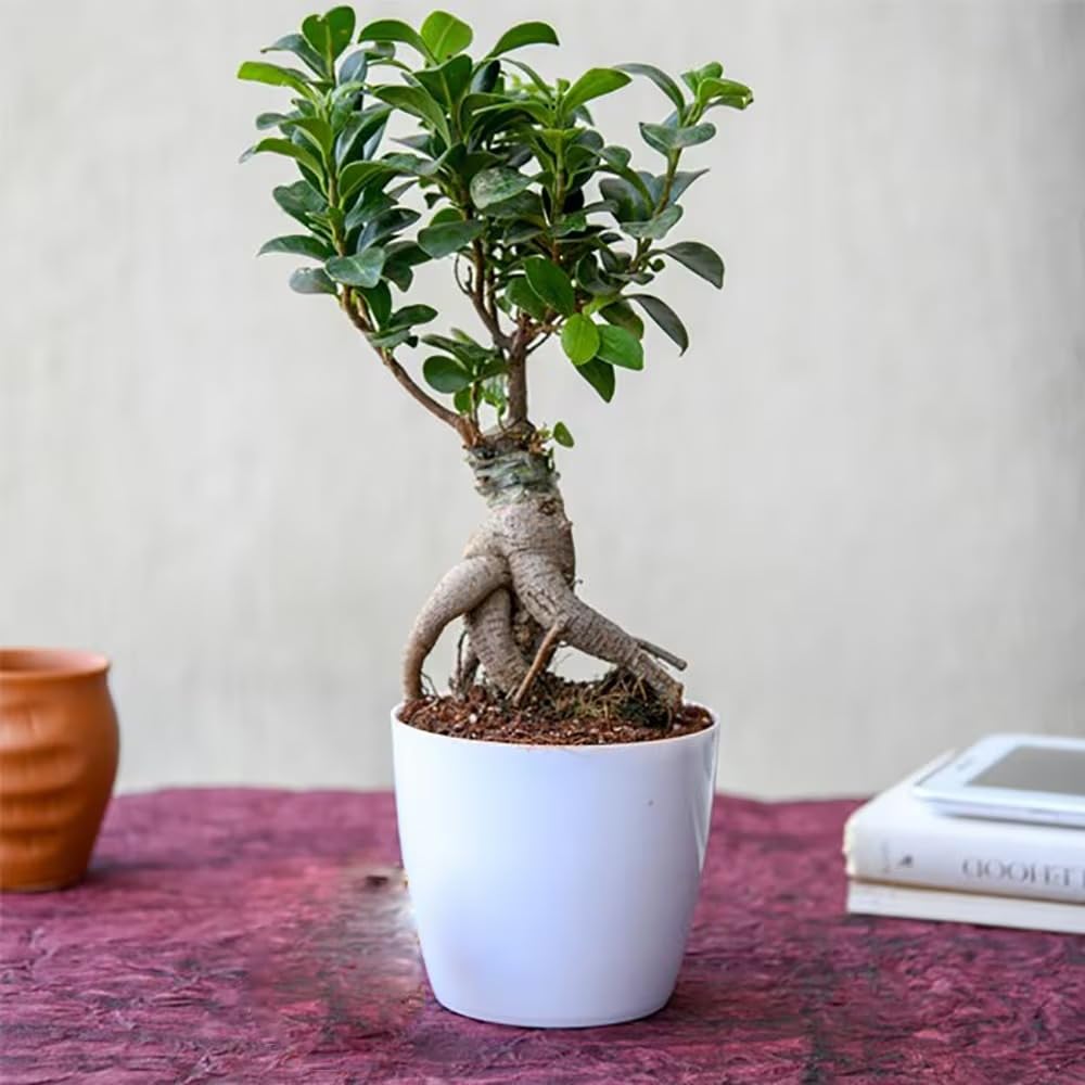 Plant A Leaf Live Ginseng Ficus Bonsai Weeping Fig real home plant Indoor outdoor With White Pot Air Purifying for Home Decoration/Living Room/Bedroom/House/Office (Pack of 1) (B0B76TF6ZS) Amazon Price History, Amazon Price Tracker