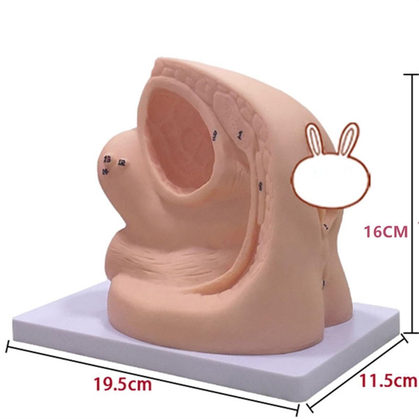 Modèles de cathétérisme masculin et féminin, modèles d'anatomie génitale interne et externe, 2 modèles de cathétérisme, modèle de cathétérisme masculin et féminin simple, mannequin d'enseignement en P