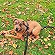 Toozey Schleppleine für Kleine bis Große Hunde mit Rutschfesten Gummis und Reflektierenden Streifen, 5m 10m 15m 20m Weiche und Starke Nylon Lange Hundeleine und Übungsleine für Training, 5m x 2,5cm