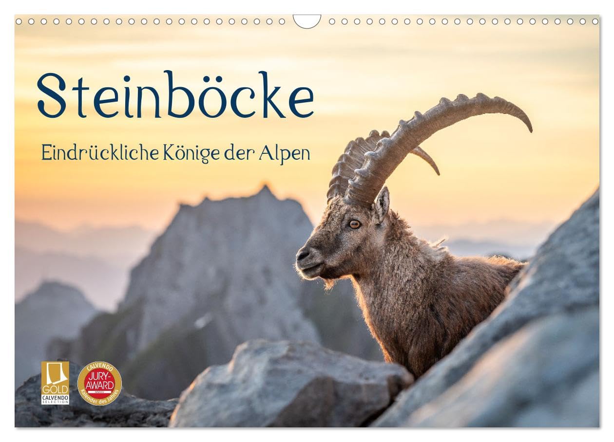 Steinböcke - Eindrückliche Könige der Alpen (Wandkalender 2027 DIN A3 quer), CALVENDO Monatskalender: Stolze Steinböcke in den Schweizer Alpen (CALVENDO Tiere)
