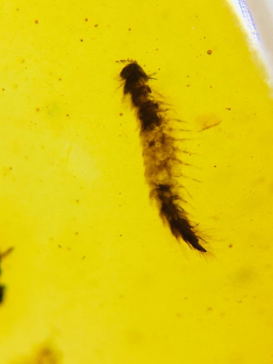 Burmese burmite Cretaceous carpenterworm Insect Fossil Amber Myanmar