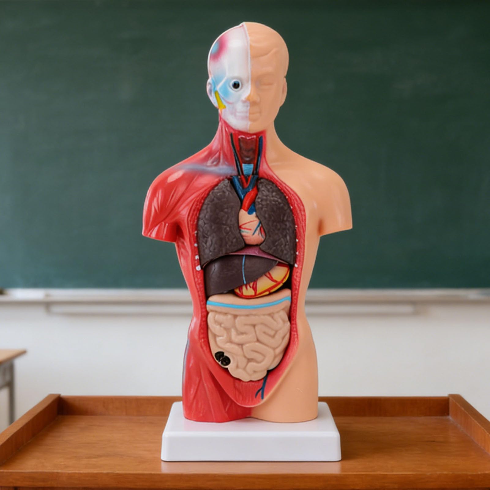 Generic Modelo Interactivo de órgano del Cuerpo Humano con Colores Vibrantes, Juguete Atractivo para Estudiantes de Secundaria y Primaria, Material de PVC