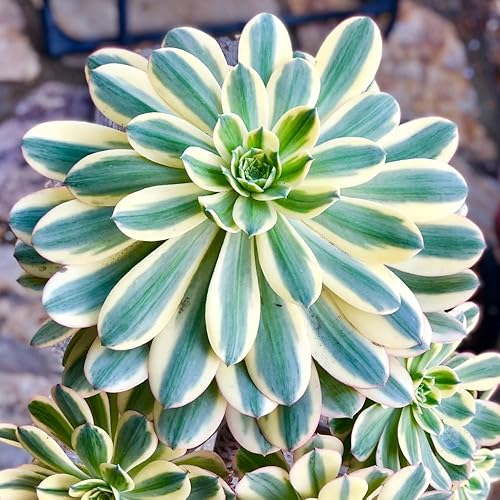 Miniatura 2 de Aeonium Plant Live, Rarre Aeonium Suculents - Planta de interior en maceta de 4 pulgadas, suculentas para decoración del hogar y la oficina (rayas)