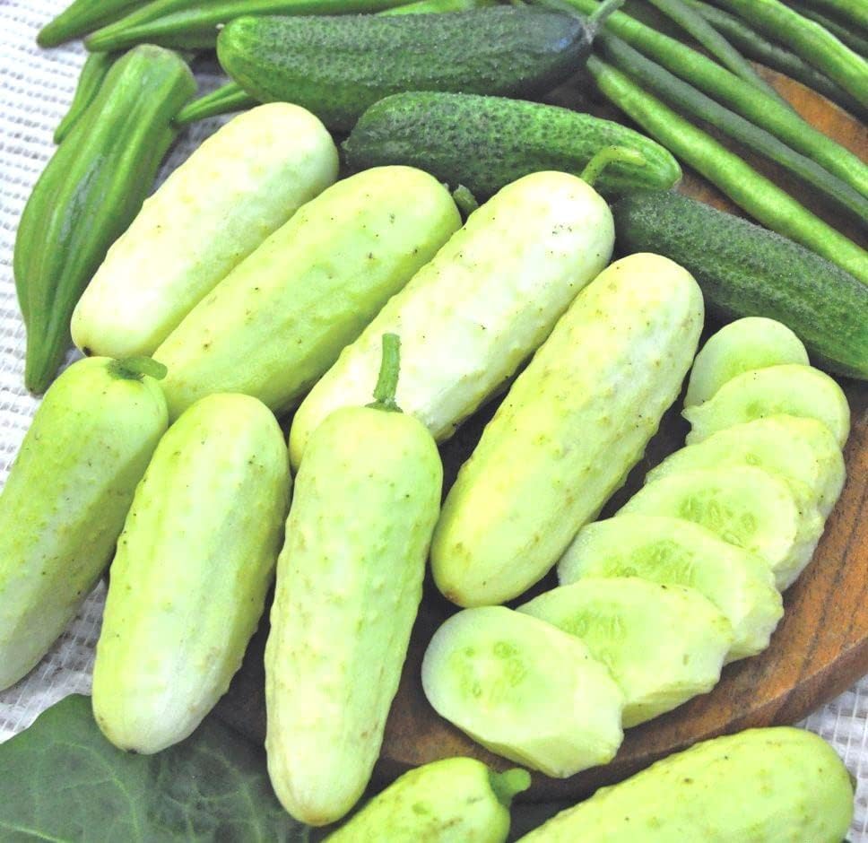 Miniatura 6 de Pepino blanco - Polinizado abierto - Verdura reliquia - Sin OMG