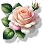 Rose Light Pink