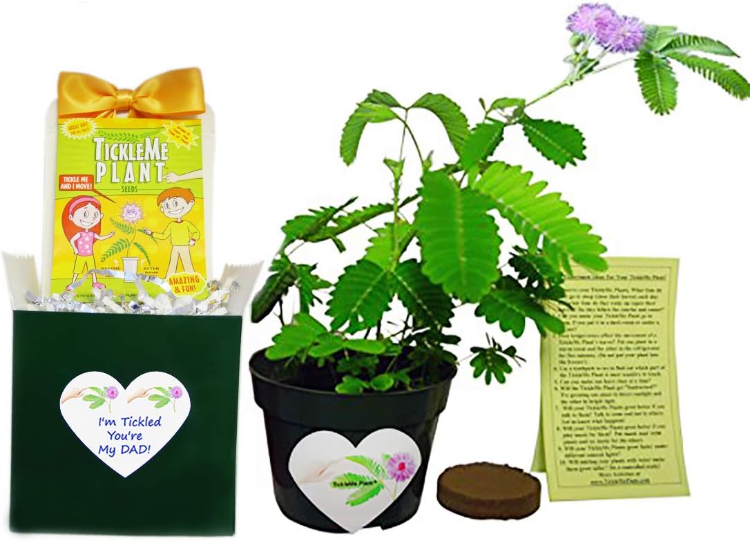 TickleMe PlantBirthday or Father's Day Gift - Indoor Gardening Kit - Dad Will Love Watching The Leaves Close When Tickled! for The Dad That Has Everything.