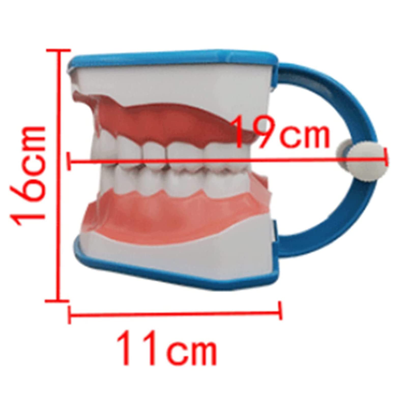 Amazon.co.jp: 言語療法のための口の模型、6回の歯科衛生士の歯