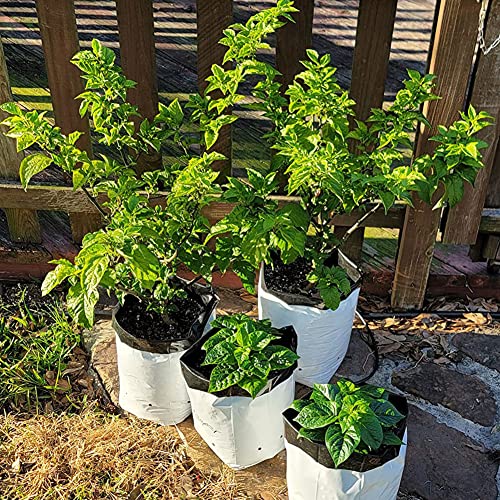 Dredqcco 60Pack 1Gallon Thickened Pe Grow Bags For Plants,Seedling Bag White&Black Film Containers For Plants, Potting Seedling And Rooting-Square #TOP6