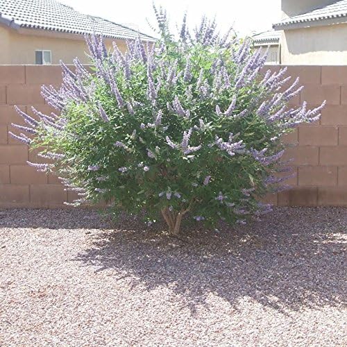 Miniatura 2 de 25 CHASTE BERRY TRE Vitex Agnus Castus Monk's Pepper Flower SeedsComb SH