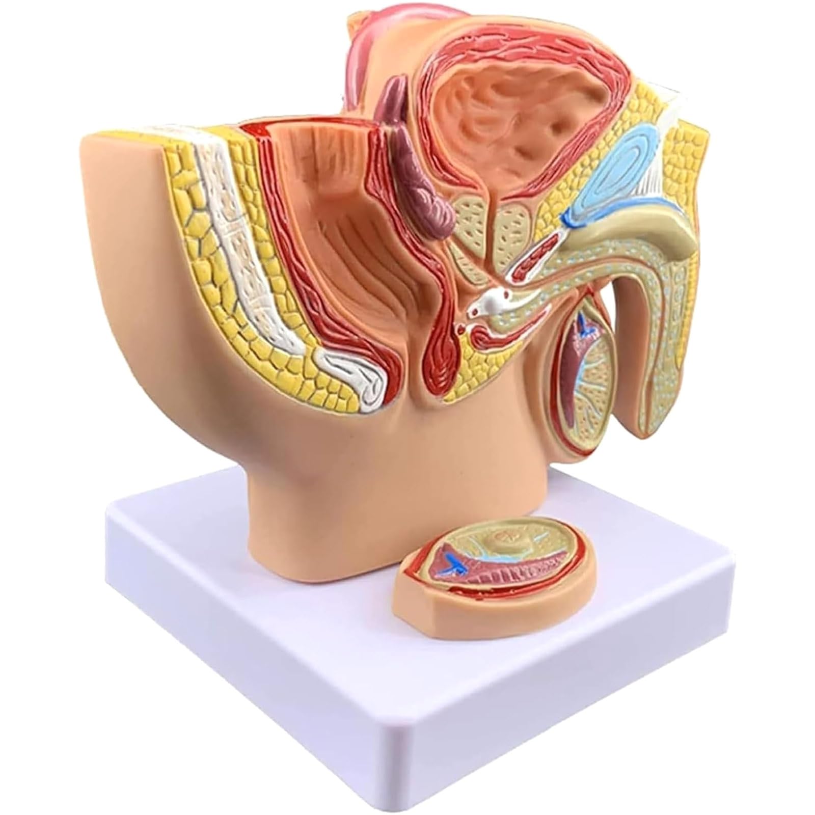 TYJYGS 1:2 Human Male Reproductive System Anatomy Model,life-size Males Anatomy Genital Model, Pvc Material, Male Prostate Pelvis Reproductive Urinary System Model For Study & Teaching