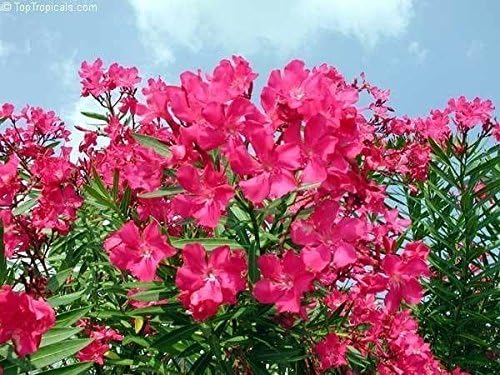 25 Nerium oleander Seeds,Tropical,Perennial,add color & beauty to landscaping.