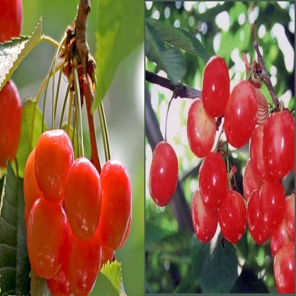 ☆お買い得セット☆サクランボ苗木 ナポレオン 佐藤錦 約80cm　２苗セット Amazon.co.jp: さくらんぼ苗木 佐藤錦とナポレオン 受粉樹セット : DIY