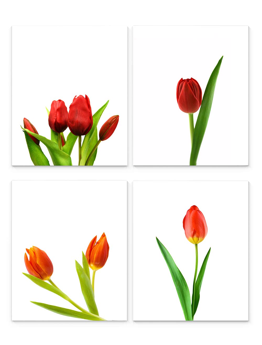 Tulip Wall Art, 8"x10" Set of Four, Unframed Botanical Art Print