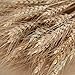 EOSAGA Golden Dried Wheat Sheaves 120 Stems Bundle Premium Autumn Arrangements Full Wholesale DIY Home Table Weding Xmas