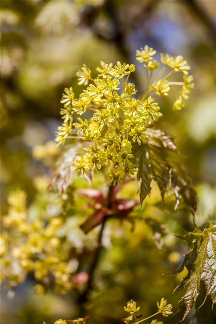 Kugelahorn Acer platanoides Globosum 125 cm Solitärbaum winterhart